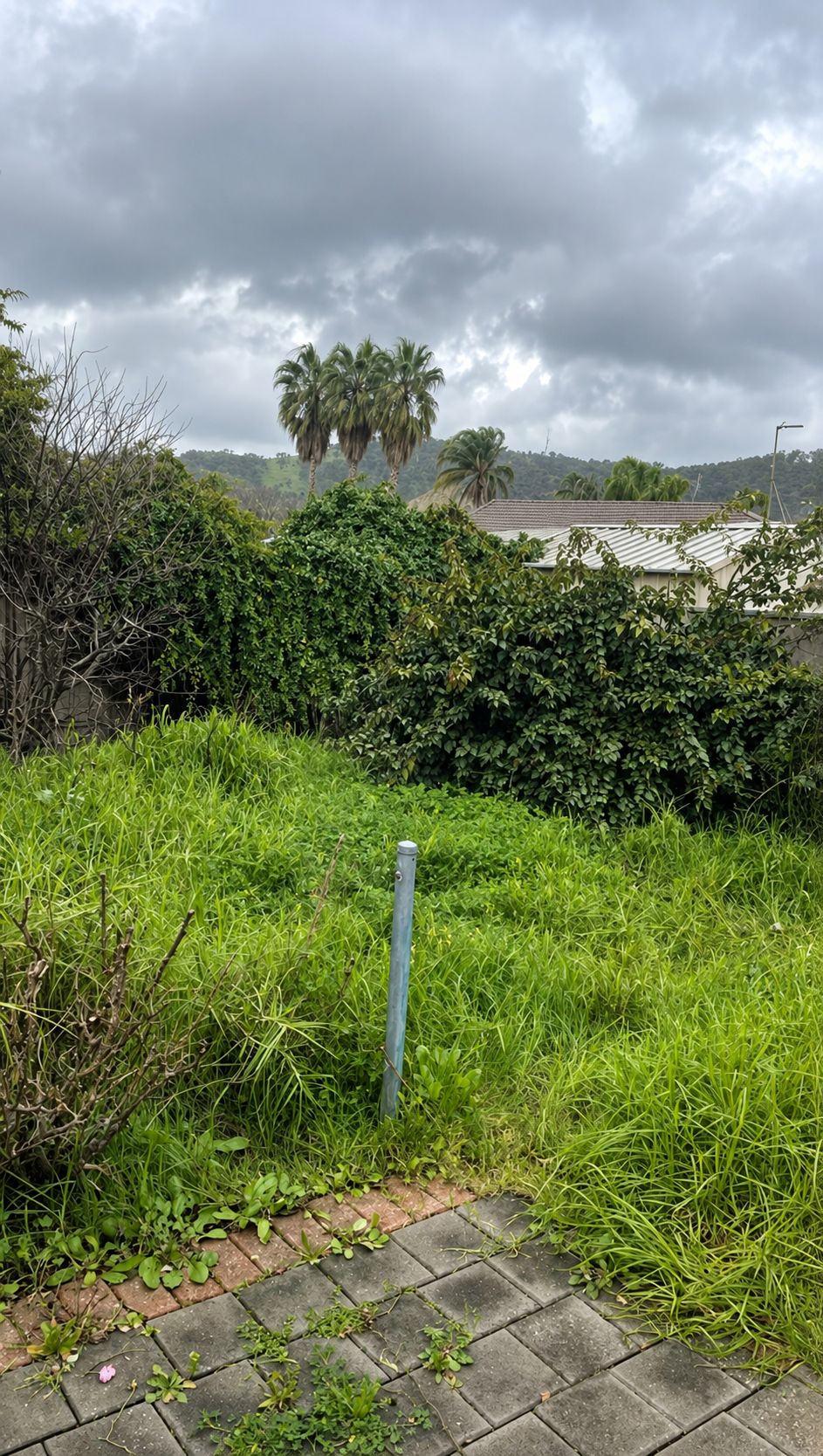 Before: overgrown backyard mowed and cleared in Athelstone, Adelaide