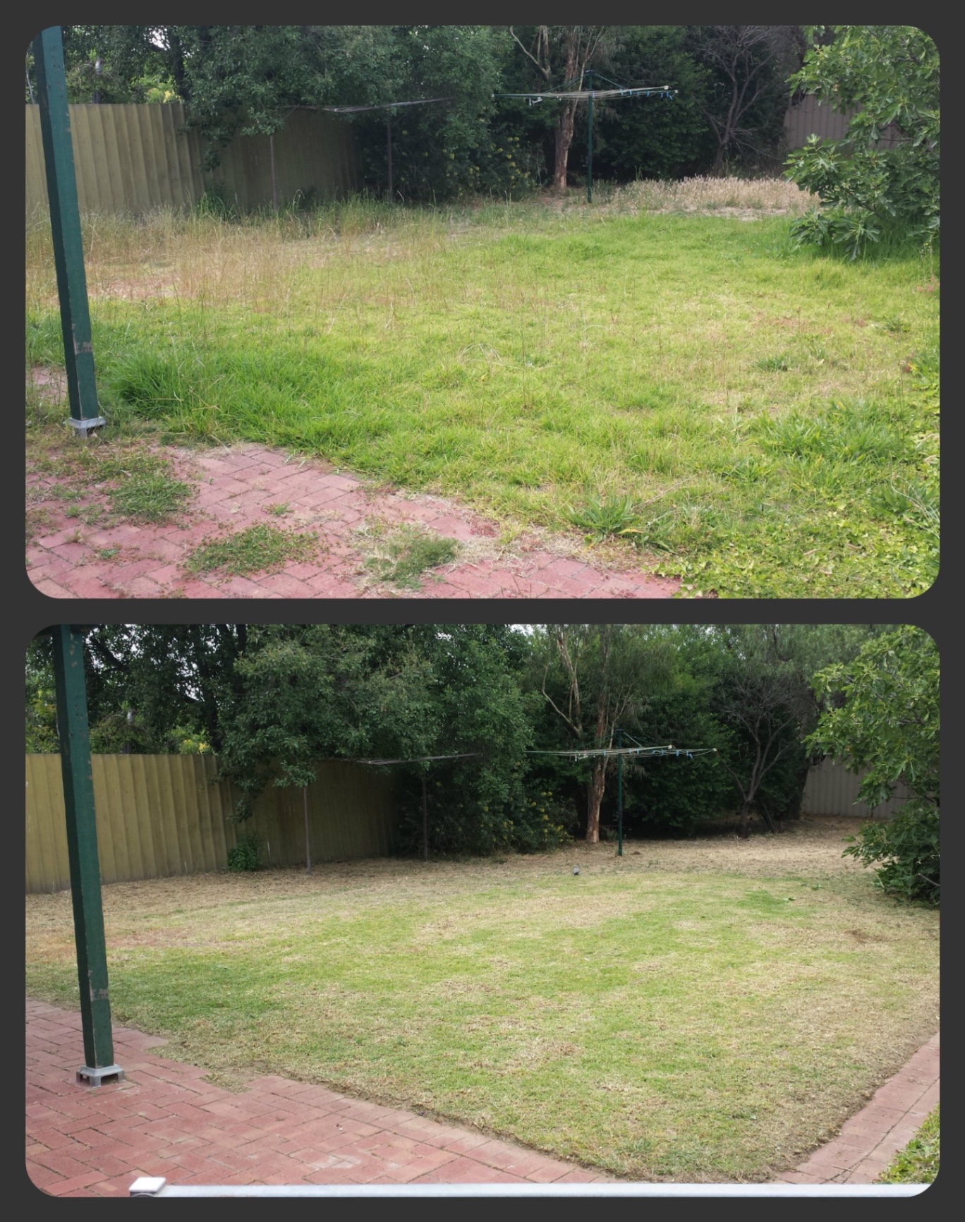 Before and after: Backyard lawn revival in Munno Para, SA