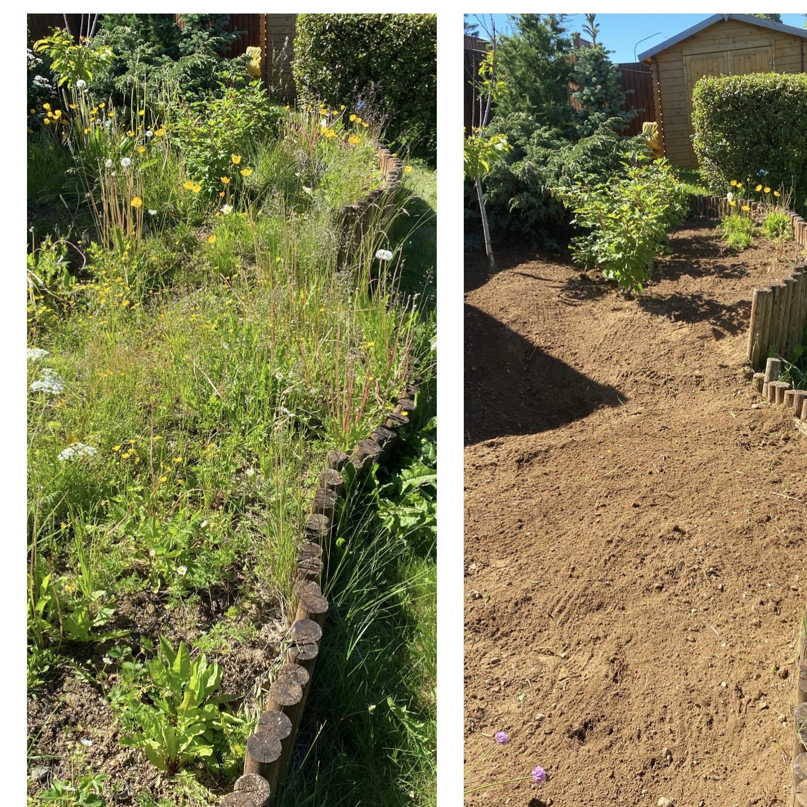 Lawn & edges after Urban Leaf Gardens work