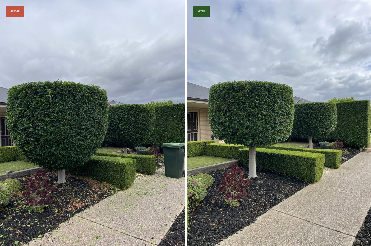 Before and after: Standard topiary & hedge trimming in Adelaide, SA