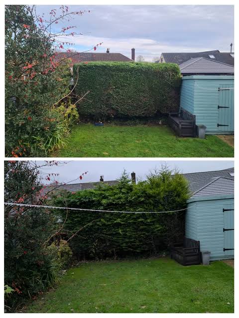 Hedge reshaping after Urban Leaf Gardens work
