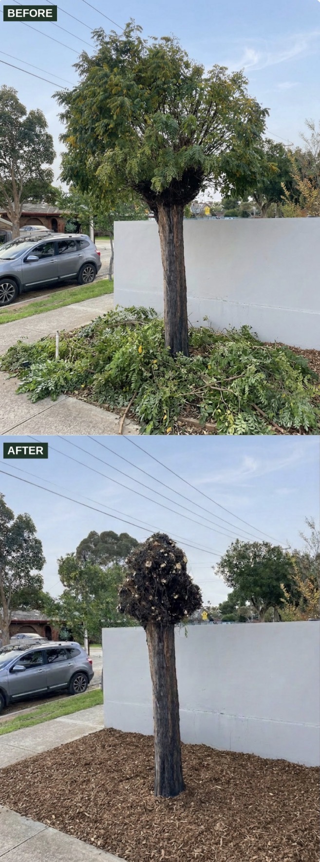 Before and after: Tree pollarding & mulch tidy-up in Newton, SA